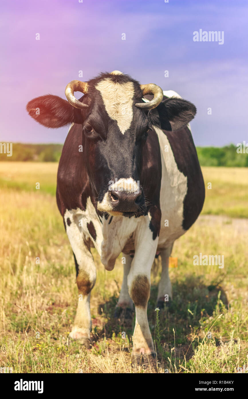 Big black-white cow stands in front of the field Stock Photo - Alamy