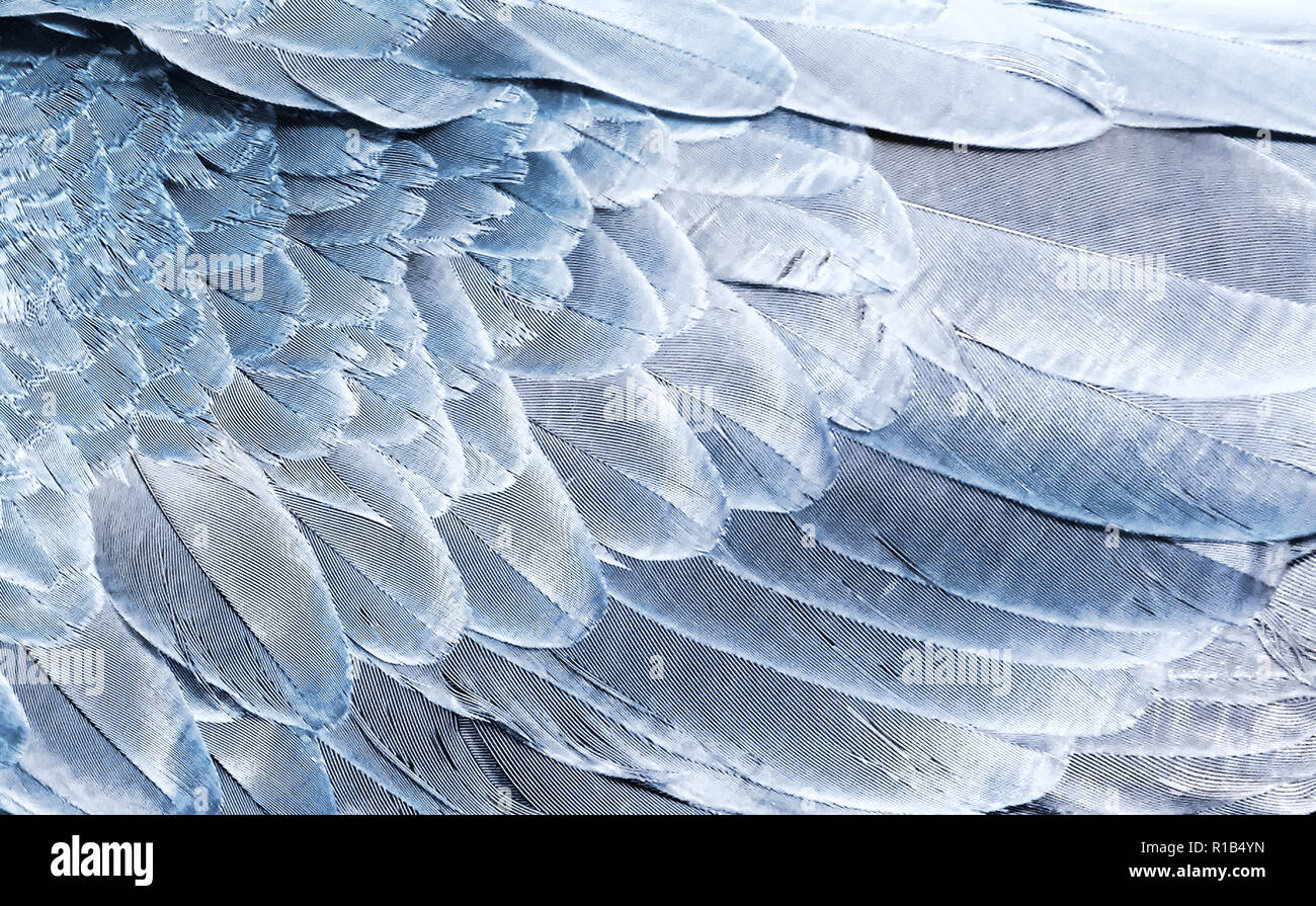 Fragment of wings bird in silver color for background. Texture of feathers Stock Photo