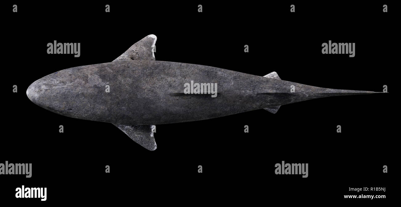 Greenland shark isolated on black background, Somniosus microcephalus top view Stock Photo