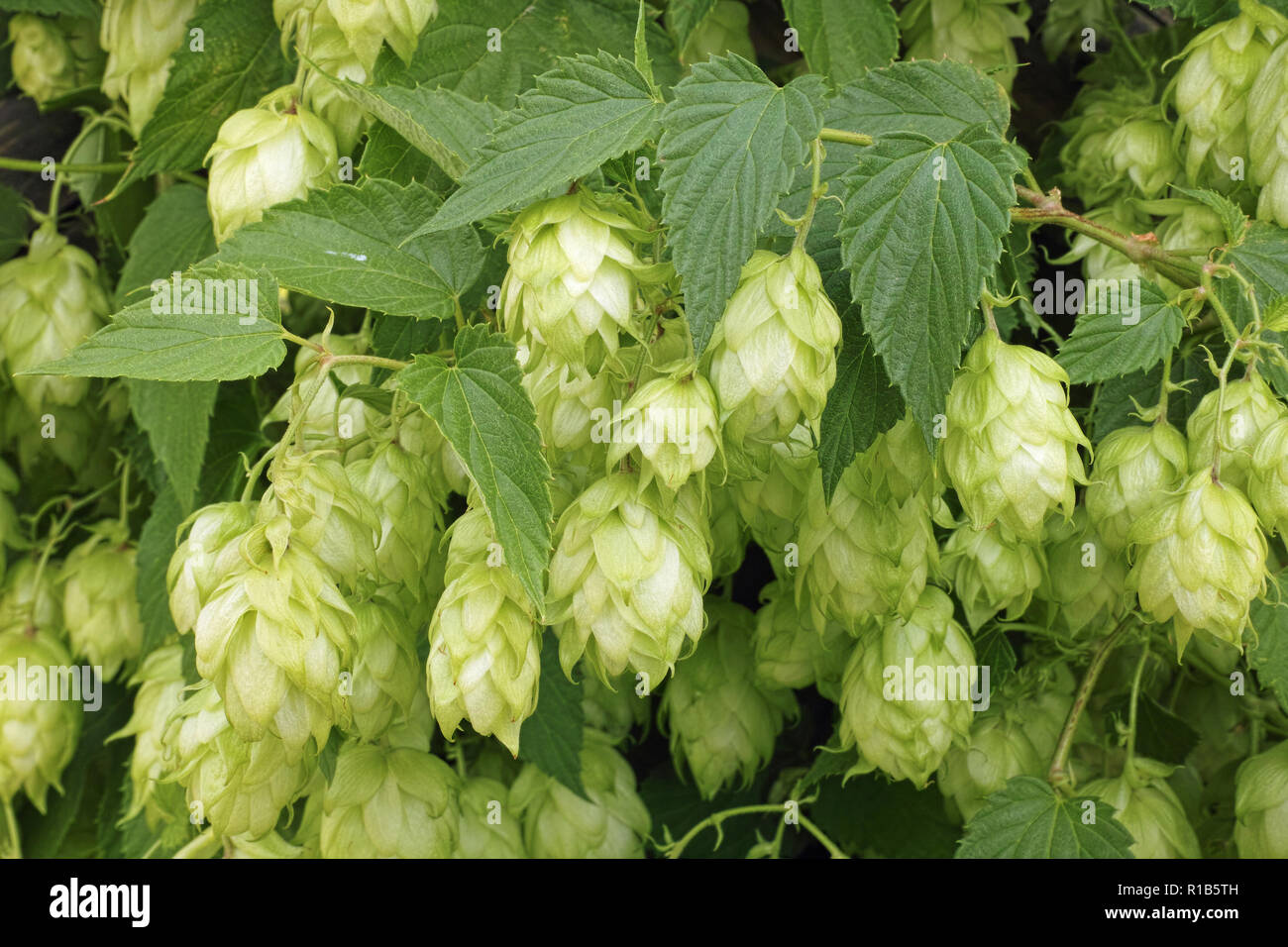flowers and leaves of common hop plant Stock Photo