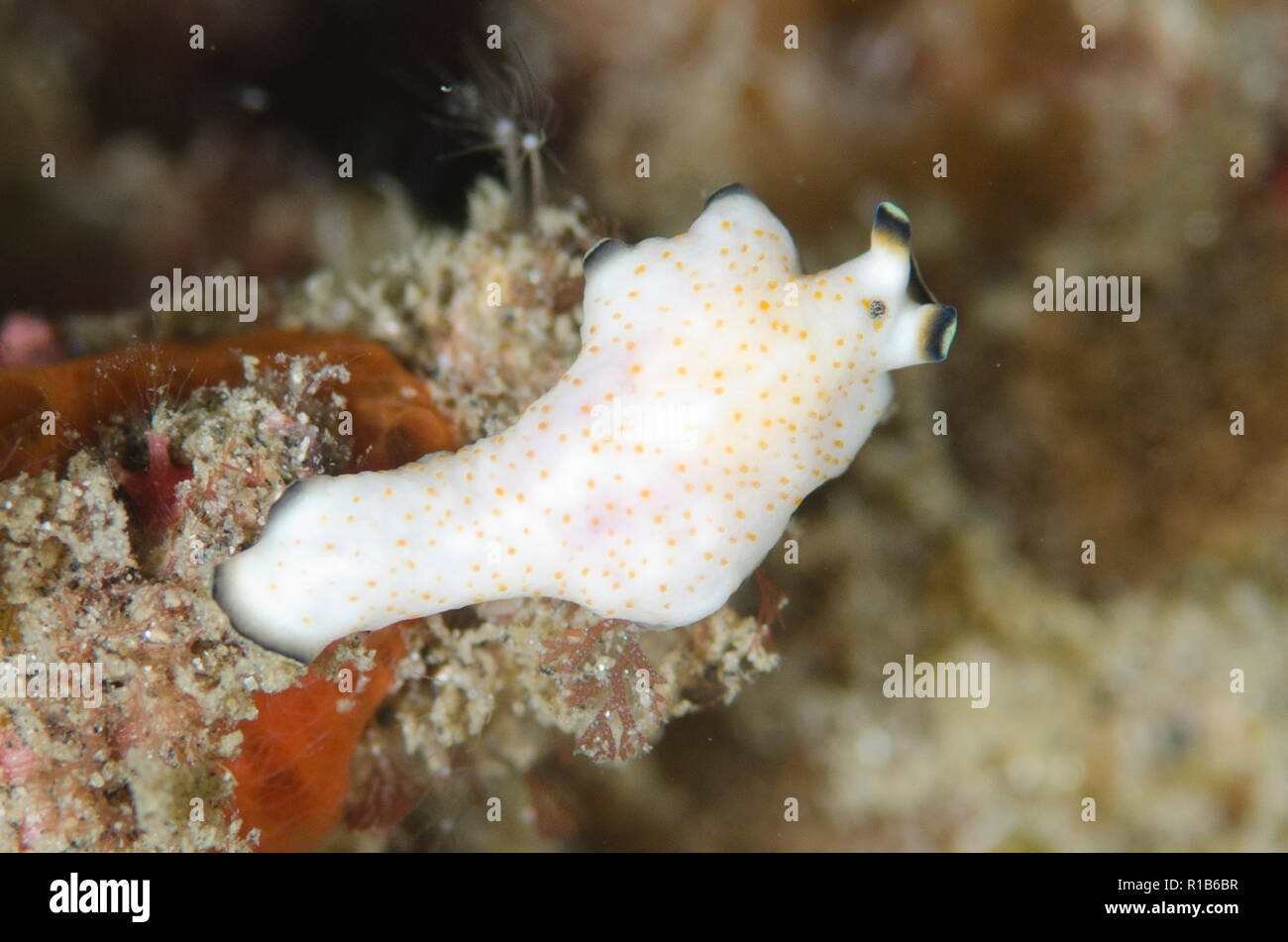 Flatworm, Pseudoceros sp, Aer Perang dive site, Lembeh Straits, Sulawesi, Indonesia Stock Photo