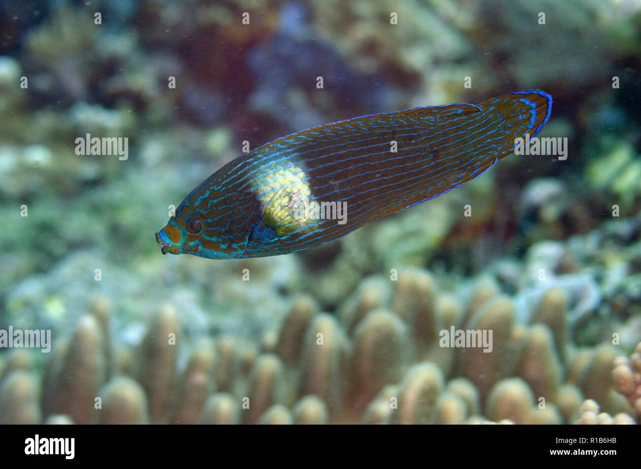 Male Tubelip Wrasse, Labrichthys unilineatus, California Dreaming dive site, Lembeh Straits, Sulawesi, Indonesia Stock Photo