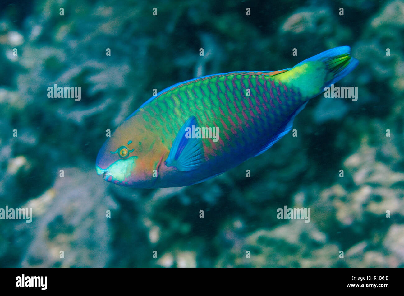 Quoy's Parrotfish, Scarus quoyi, California Dreaming dive site, Lembeh Straits, Sulawesi, Indonesia Stock Photo