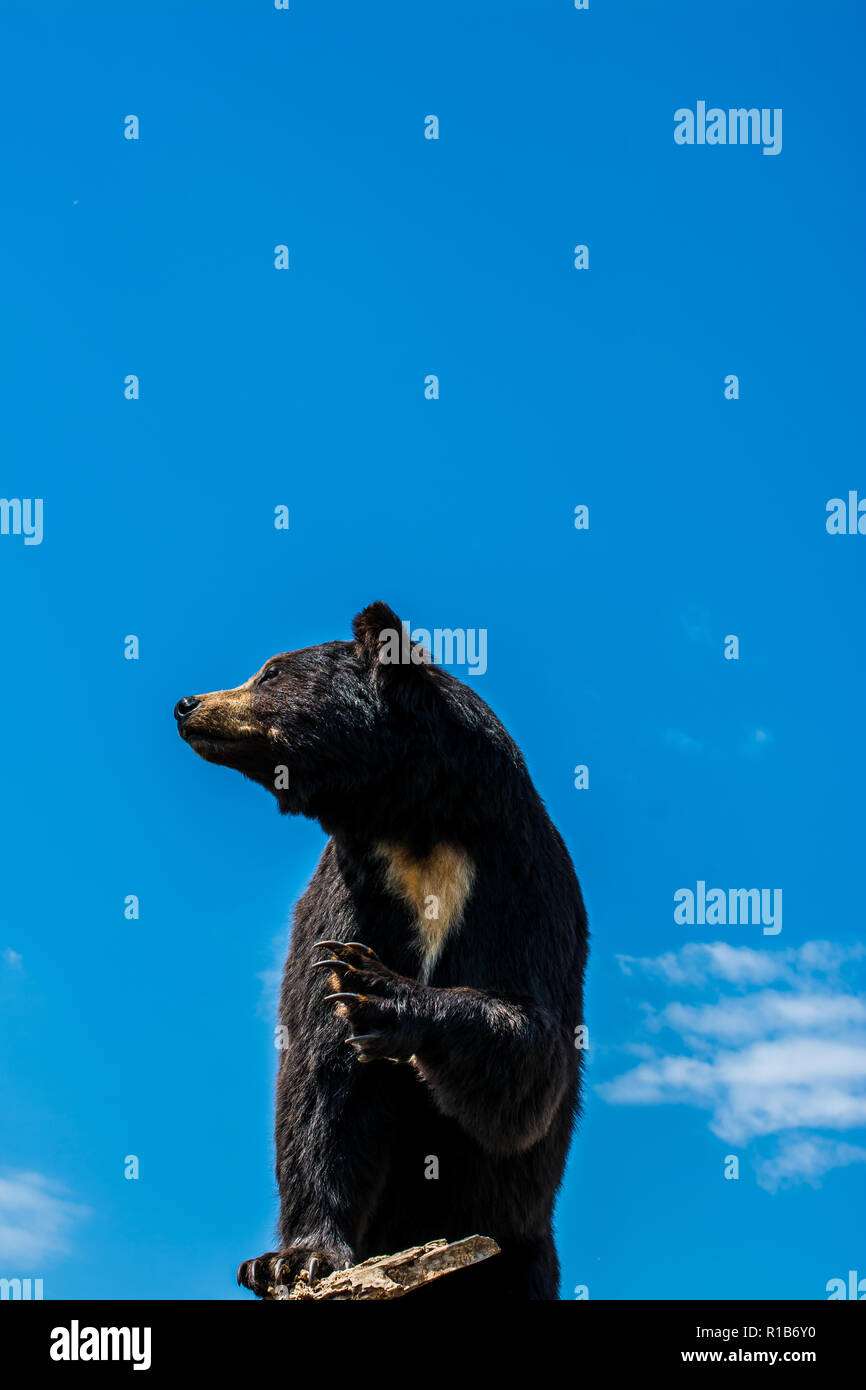 The stuffed big black bear as wild animal in the view Stock Photo Alamy