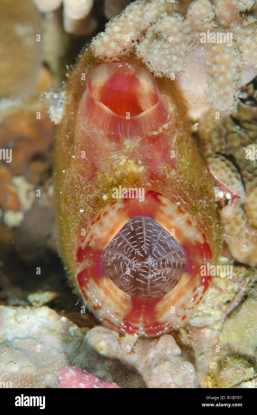 Red Throated Ascidian, Herdmania momus, Kaino's Treasure dive site, Lembeh Straits, Sulawesi, Indonesia Stock Photo
