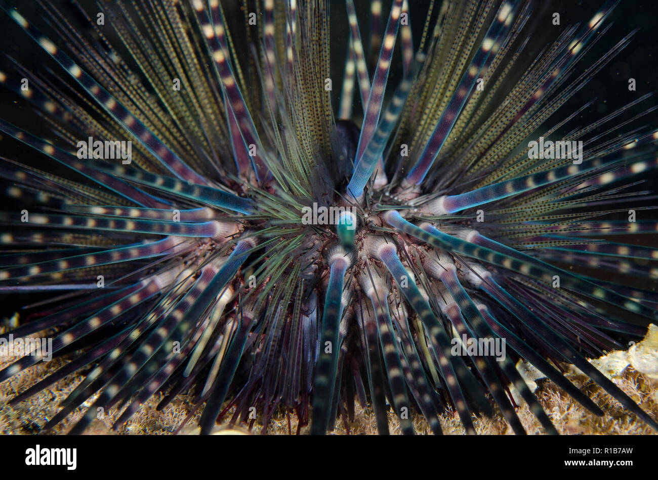 Double-spined Urchin, Echinothrix calamaris, night dive, TK1 dive site, Lembeh Straits, Sulawesi, Indonesia Stock Photo