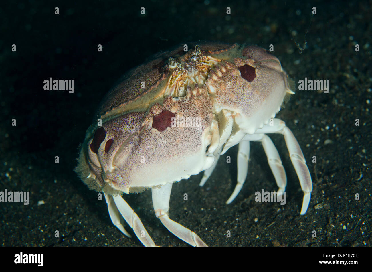 Spotted Box Crab, Calappa philargius, TK3 dive site, Lembeh Straits, Sulawesi, Indonesia Stock Photo