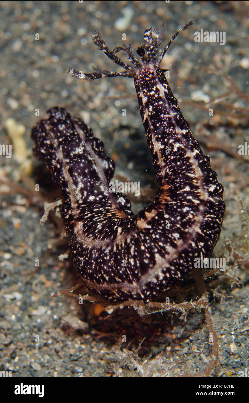 Sea Cucumber, Synaptidae Family, on night dive,TK1 dive site, Lembeh Straits, Sulawesi, Indonesia Stock Photo