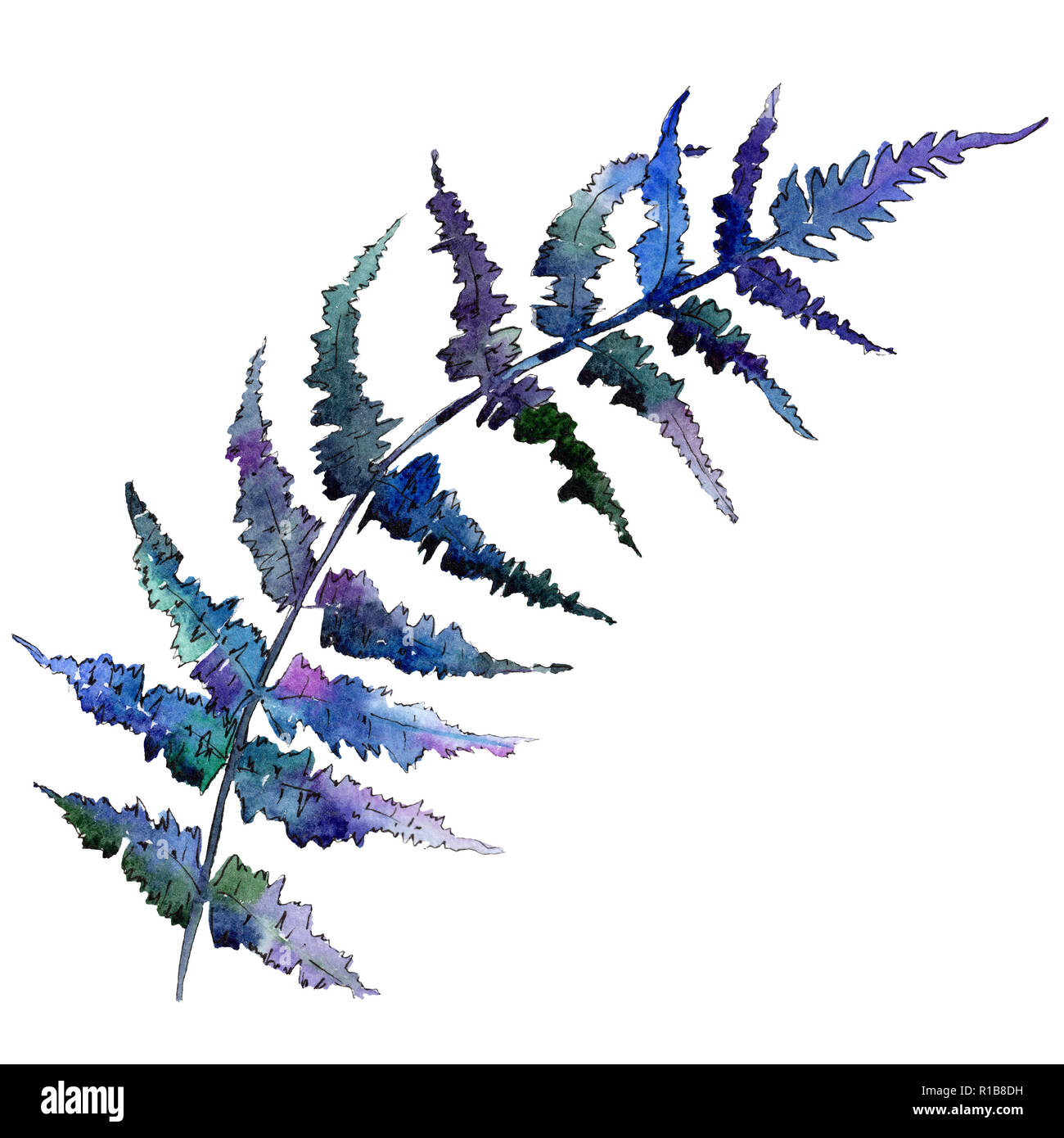 Isolated blue fern illustration element. Watercolor background