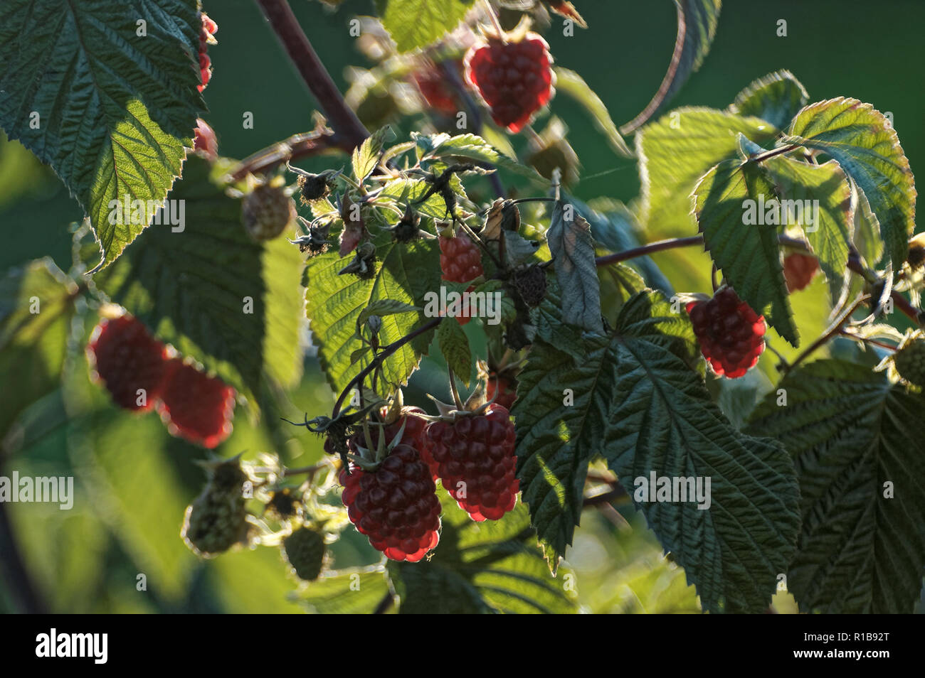 Raspberry ordinary (lat. Rúbus idáeus) - shrub; species of the genus Rubus of the family Pink (Rosaceae),berry Stock Photo