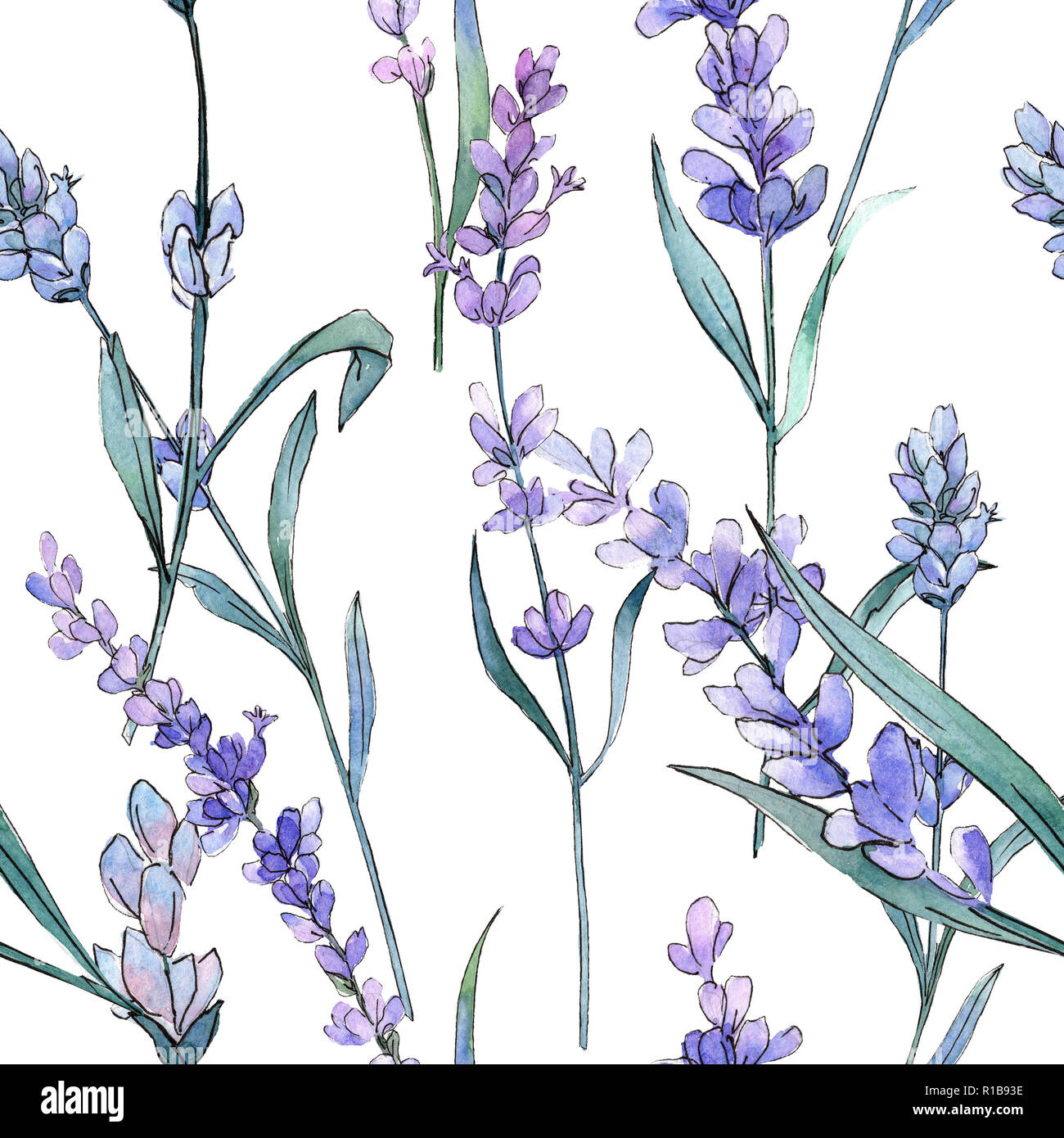 Purple lavender. Floral botanical flower. Watercolor background ...