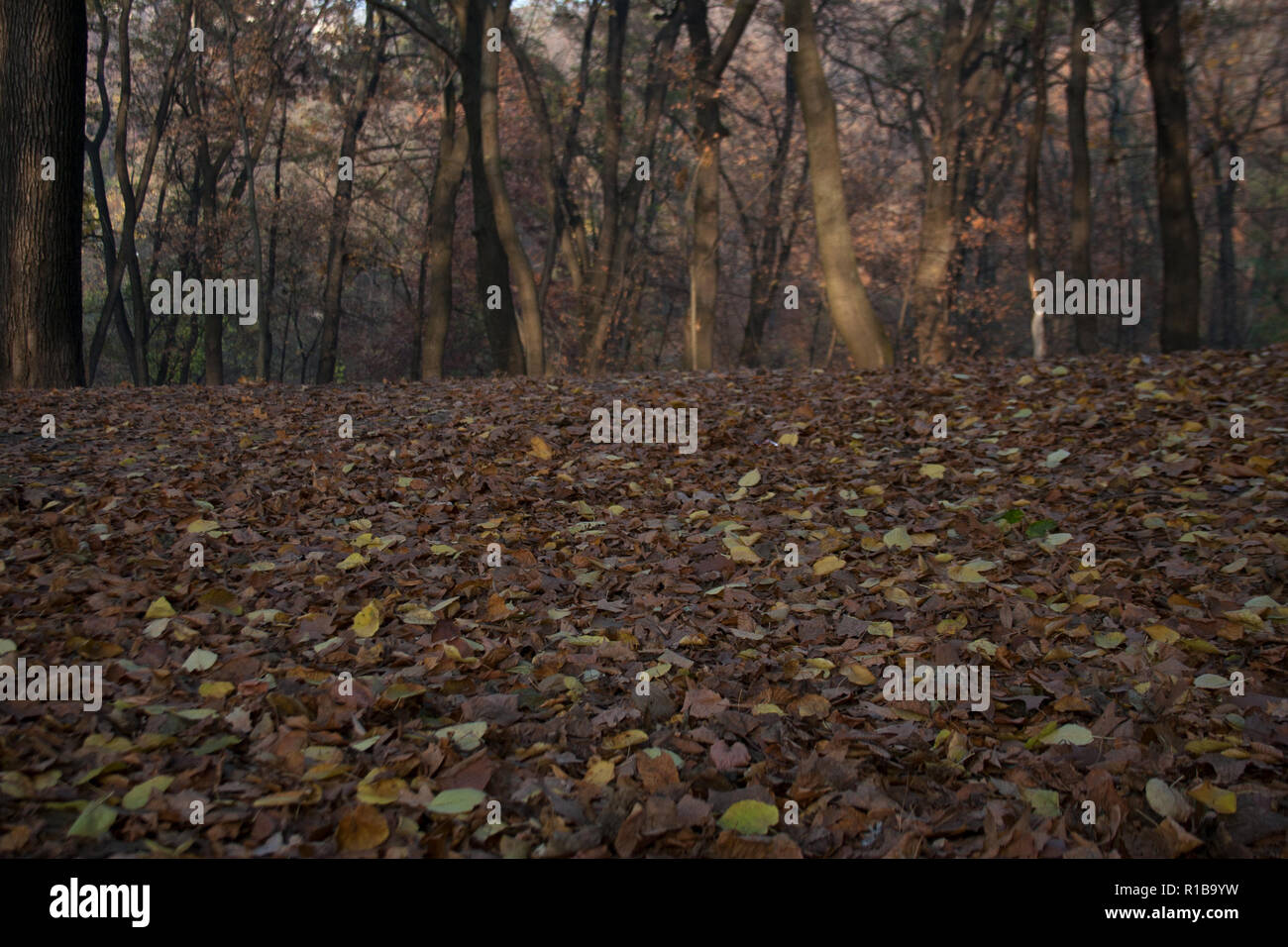 Lawn Ground Cover High Resolution Stock Photography and Images - Alamy