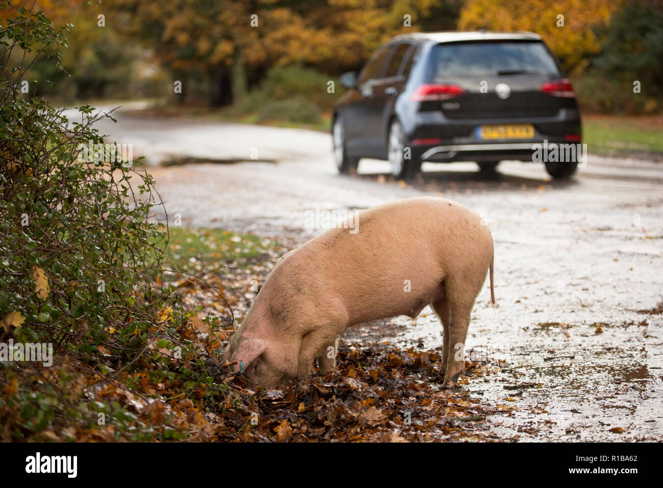 A pig rooting next to a road in the New Forest during what is known as pannage, or common of mast, where the pigs are turned loose to forage for acorn Stock Photo