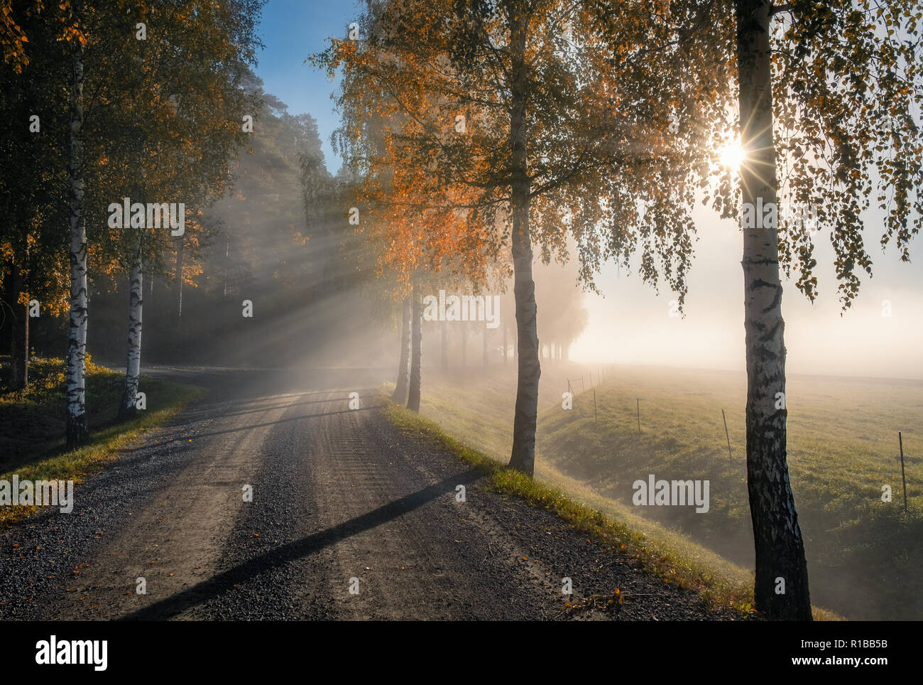 Scenic landscape with road, birches, sunlight and sun rays at autumn morning in Finland Stock Photo