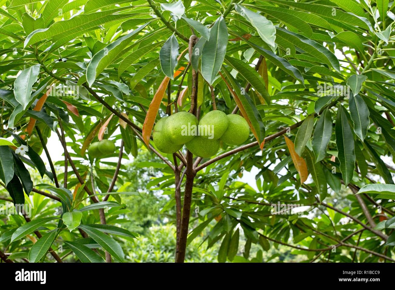Mango tree, Singapore Stock Photo
