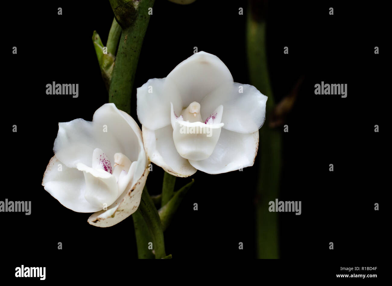 Peristeria elata also known as Dove Orchid, the National Flower of