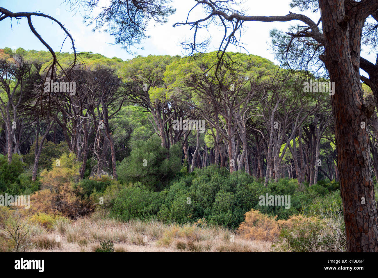 Umbrella Pine forests at the unspoilt bird reserve of Kalogria, near Patras, Greece Stock Photo
