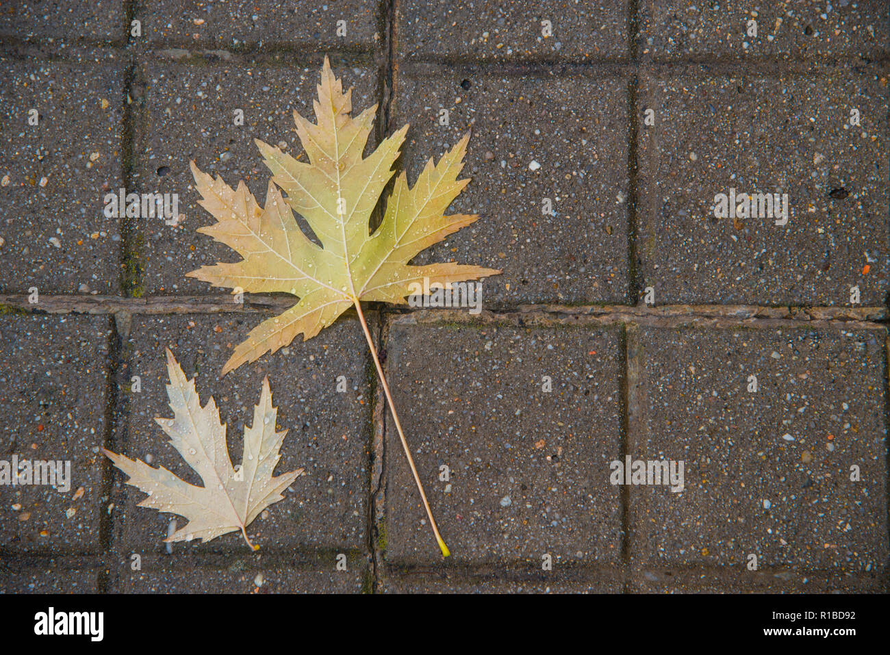 Two wet leaves on pavement. Stock Photo