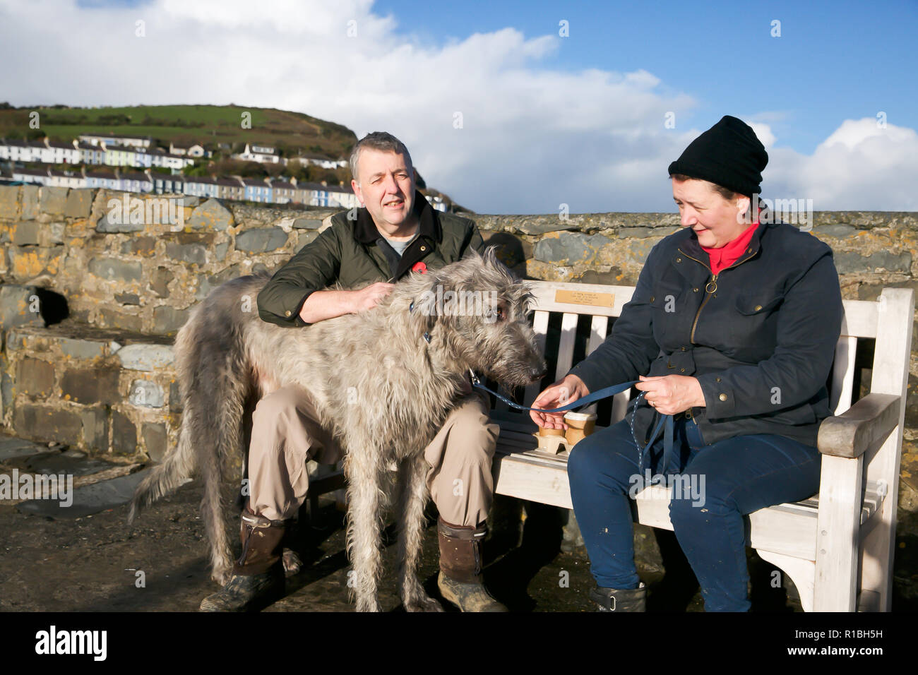 Blackwater hotsell irish wolfhounds