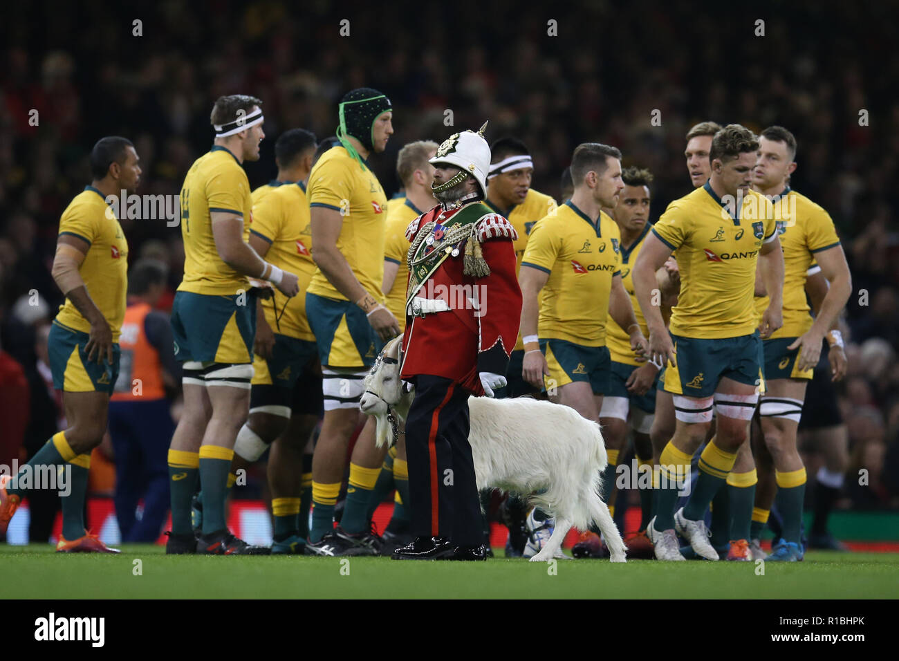 Cardiff, UK. 10th Nov, 2018. The Royal Welsh regimental goat Shenkin IV passes by the Australia rugby team ahead of the Wales v Australia, Under Armour series Autumn international rugby match at the Principality Stadium in Cardiff, Wales, UK on Saturday 10th November 2018. pic by Andrew Orchard/Alamy Live News PLEASE NOTE PICTURE AVAILABLE FOR EDITORIAL USE ONLY Stock Photo