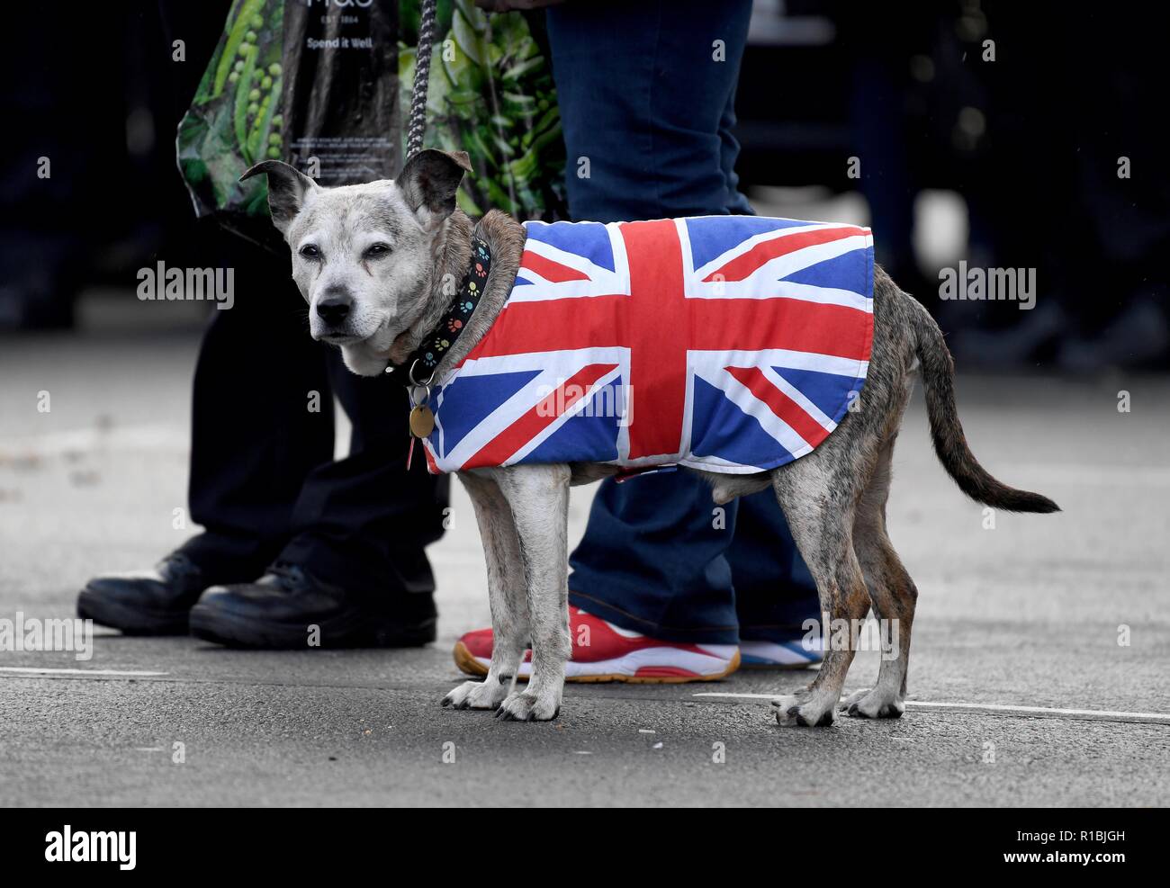 Weymouth, Dorset, UK. 11th Nov, 2018. Remembrance Sunday service and parade in Weymouth, Dorset, UK. A dog in a Union Jack coat Credit: Finnbarr Webster/Alamy Live News Stock Photo