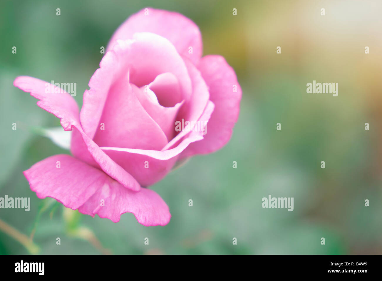 Selective Colour Roses Beautiful pink rose partially open hi-res stock photography and images ...