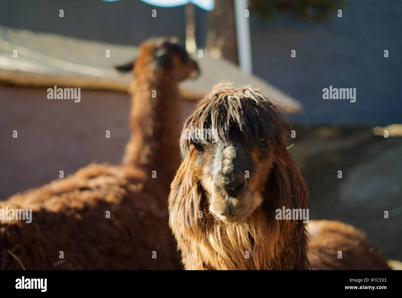 The Head of a Cute and Funny Looking Brown Alpaca Stock Photo