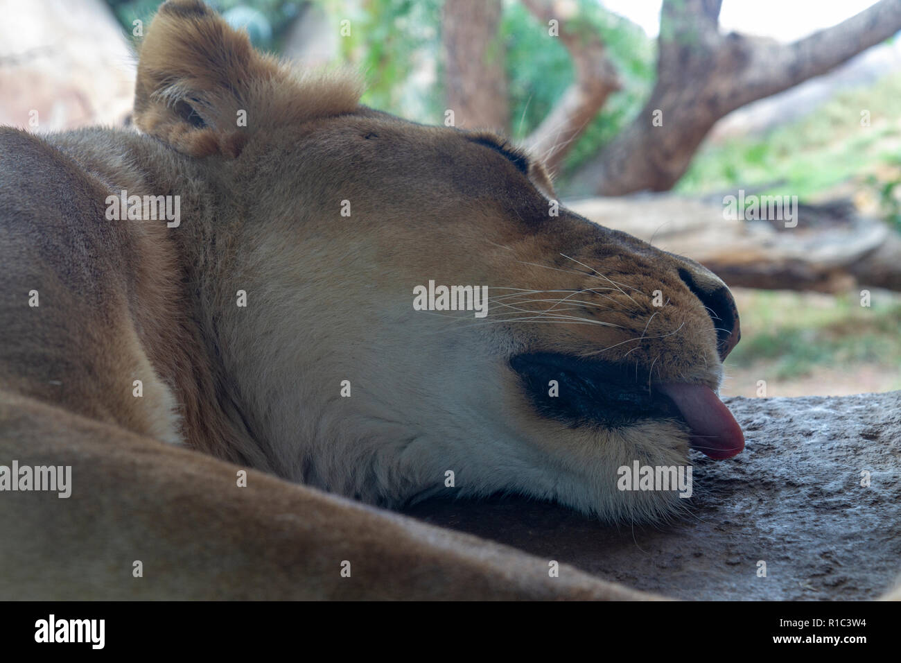 Close up of a sleeping female lion in the San Diego Zoo Safari Park