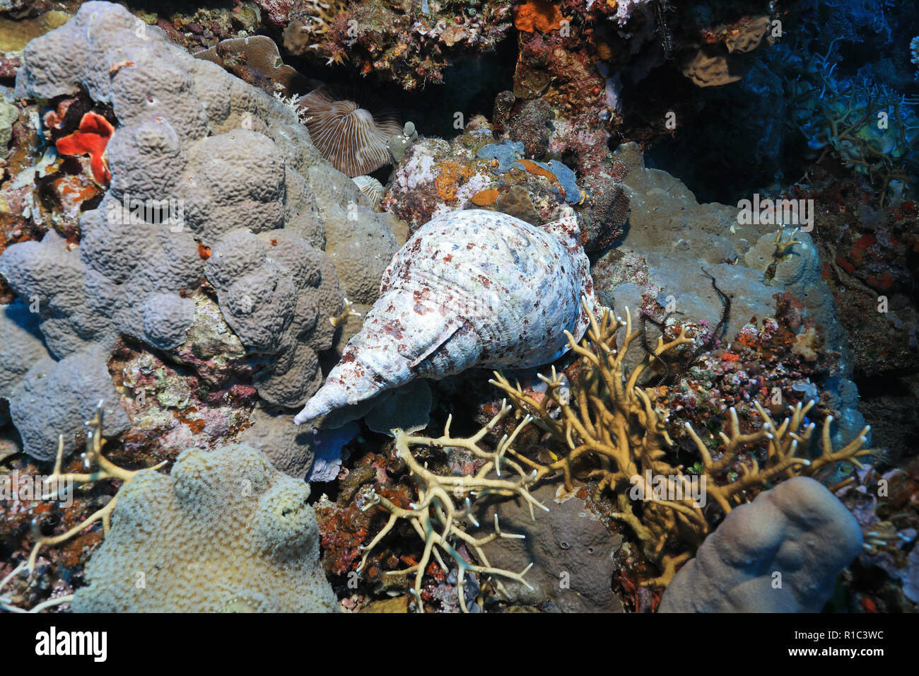 Giant triton snail hires stock photography and images Alamy
