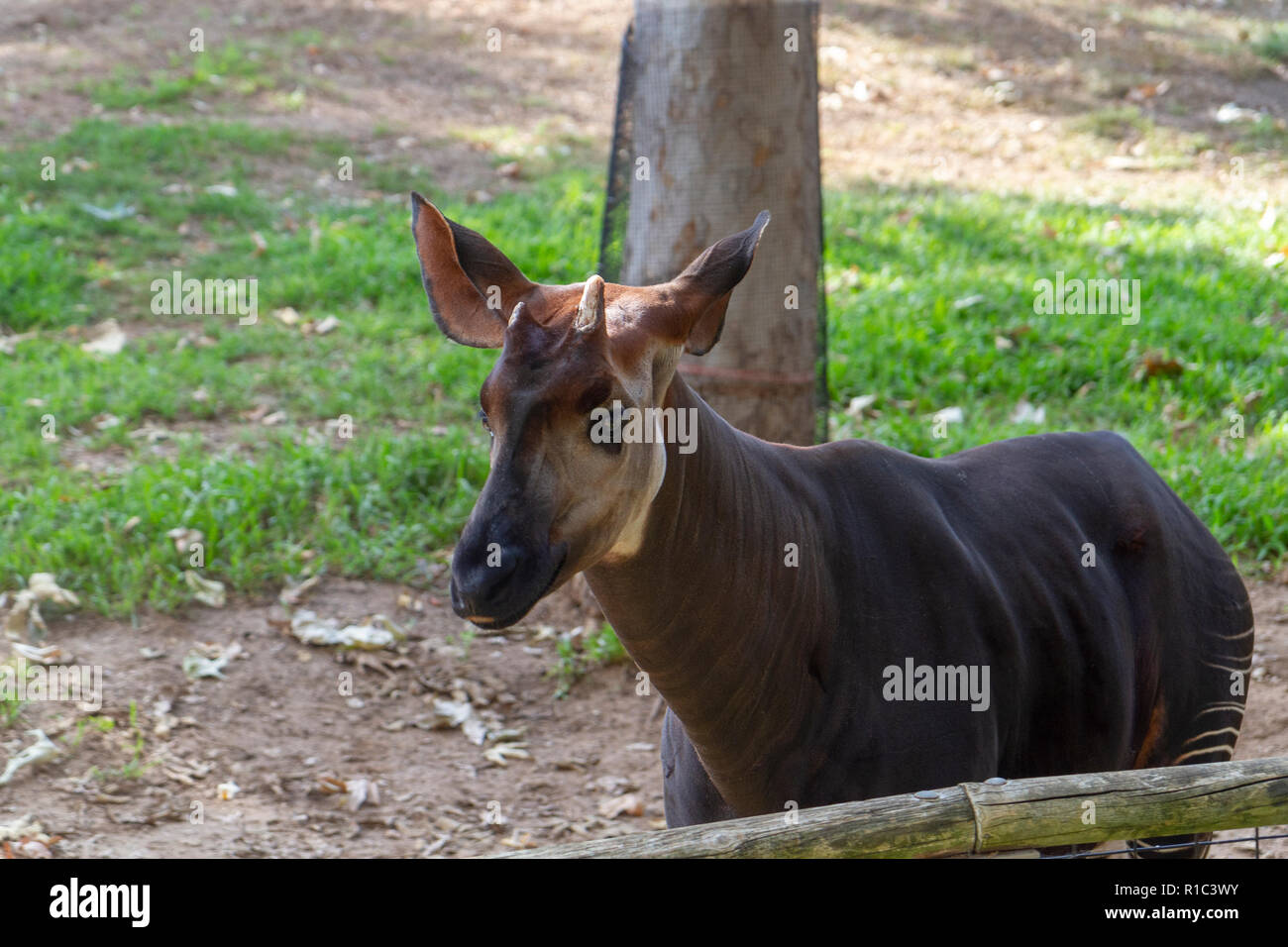 An Okapi (okapia johnstoni) in the San Diego Zoo Safari Park, Escondido, CA, United States Stock