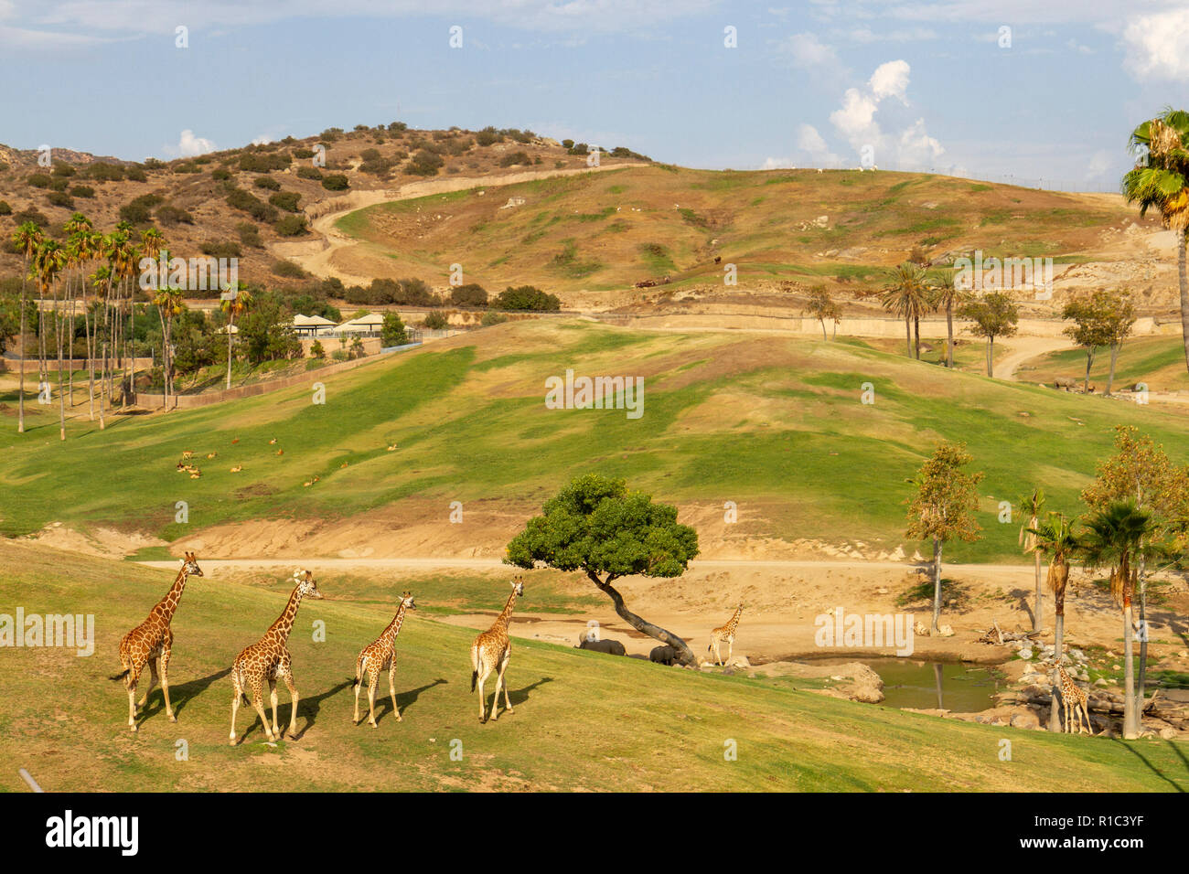 Giraffes on the African Plains area of the San Diego Zoo Safari Park, Escondido, CA, United States Stock Photo