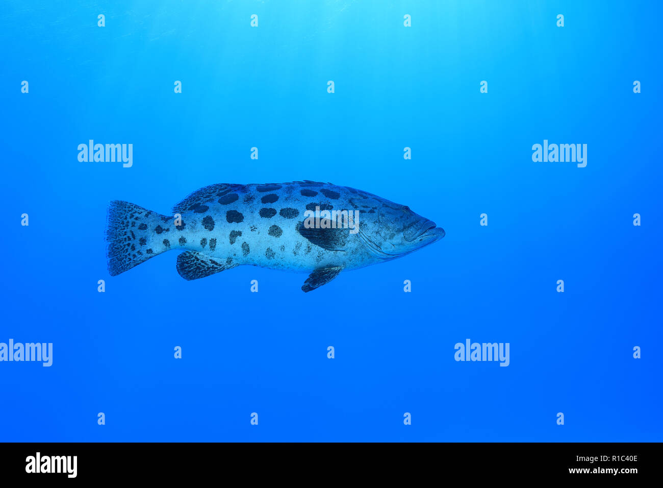 Potato grouper fish (Epinephelus tukula) underwater in the Great