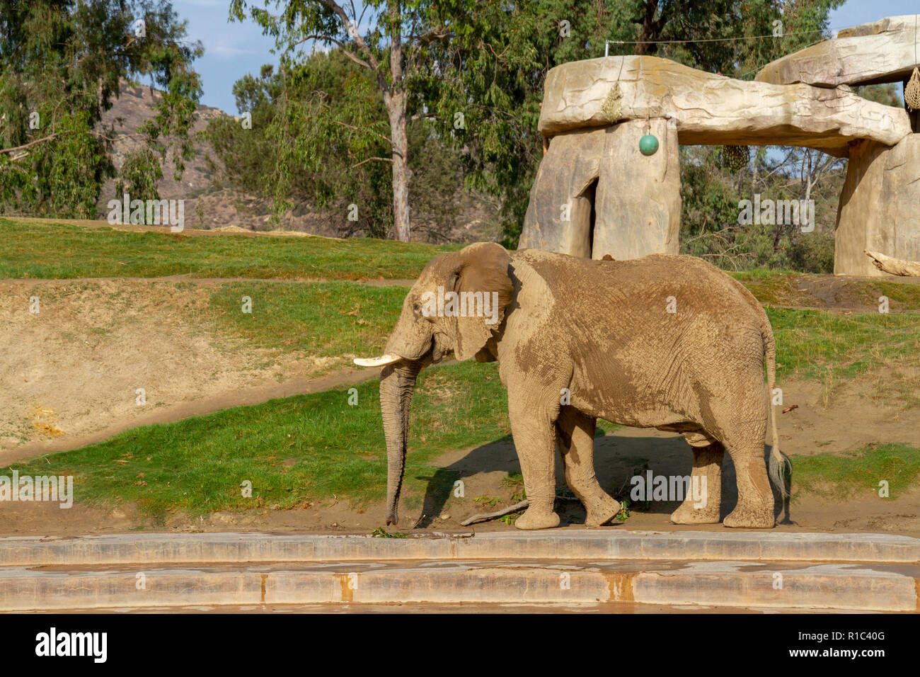 An african elephant in elephant valley san diego zoo safari park