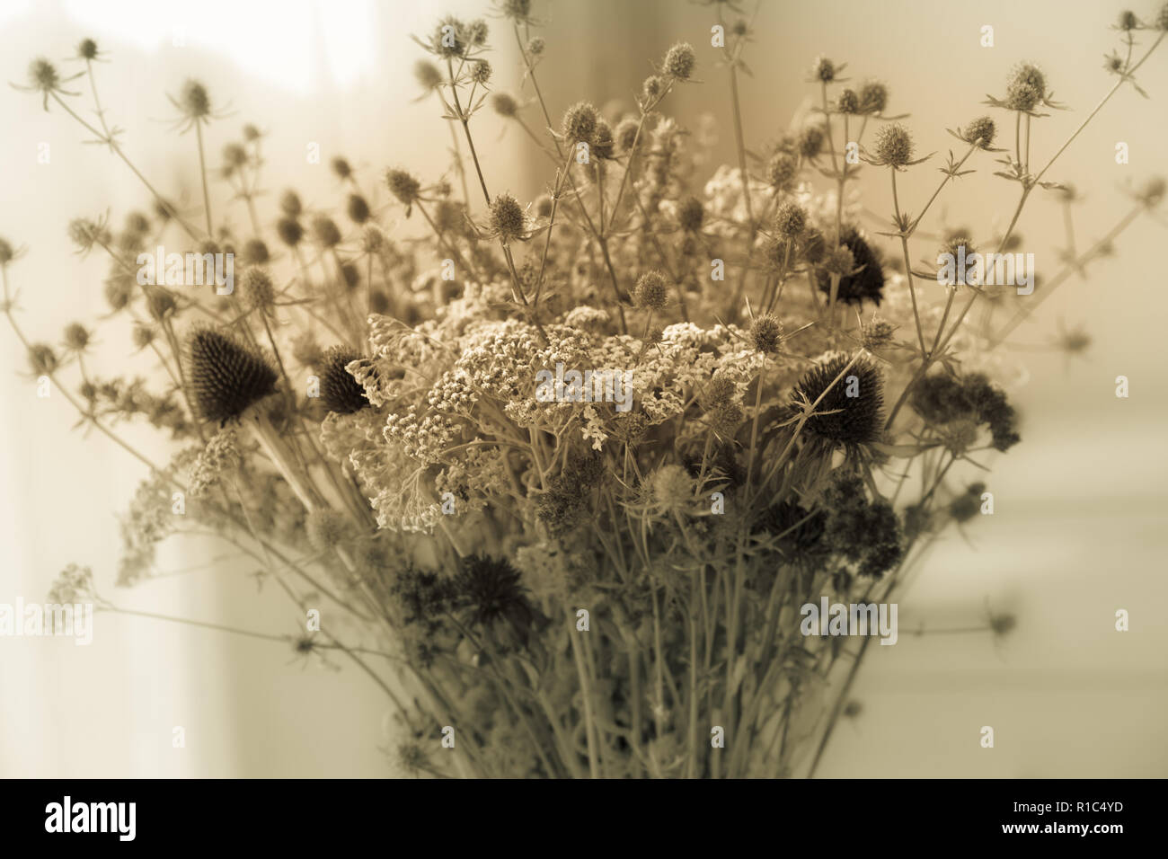Dried wildflowers hi-res stock photography and images - Alamy