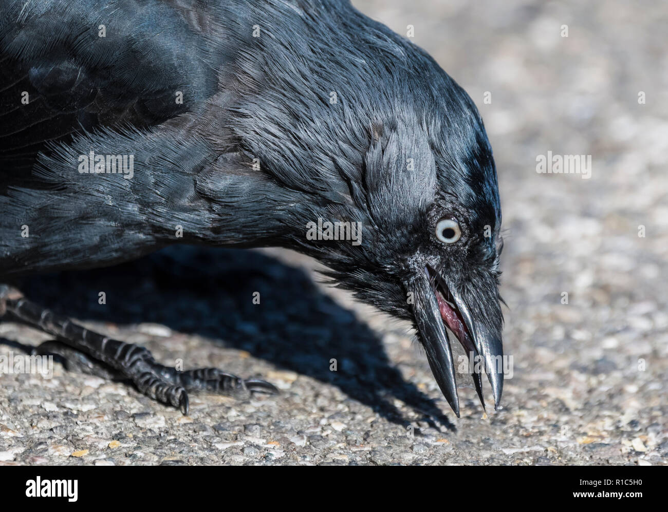 Closeup of the head of a Carrion Crow (Corvus corone) pecking from the ground to find food in Autumn in the UK. Stock Photo