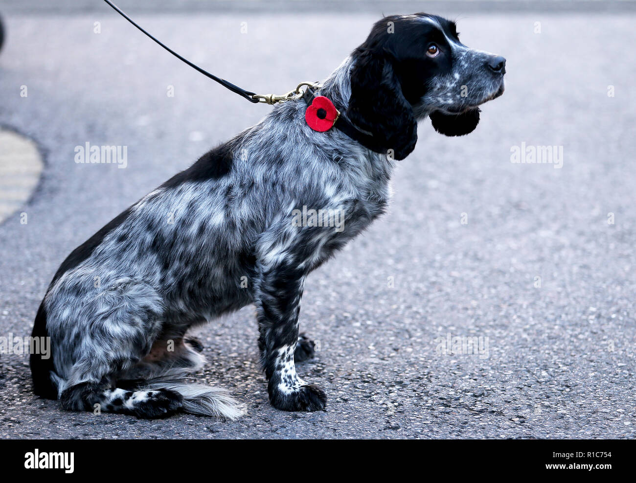 A search dog before the Premier League match at Stamford Bridge, London. PRESS ASSOCIATION Photo. Picture date: Sunday November 11, 2018. See PA story SOCCER Chelsea. Photo credit should read: Steven Paston/PA Wire. RESTRICTIONS: No use with unauthorised audio, video, data, fixture lists, club/league logos or 'live' services. Online in-match use limited to 120 images, no video emulation. No use in betting, games or single club/league/player publications. Stock Photo