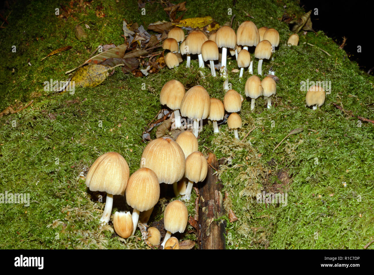 Coprinellus micaceus is a common fungus in the family Psathyrellaceae often found on stumps or logs of broad-leaved trees. Stock Photo