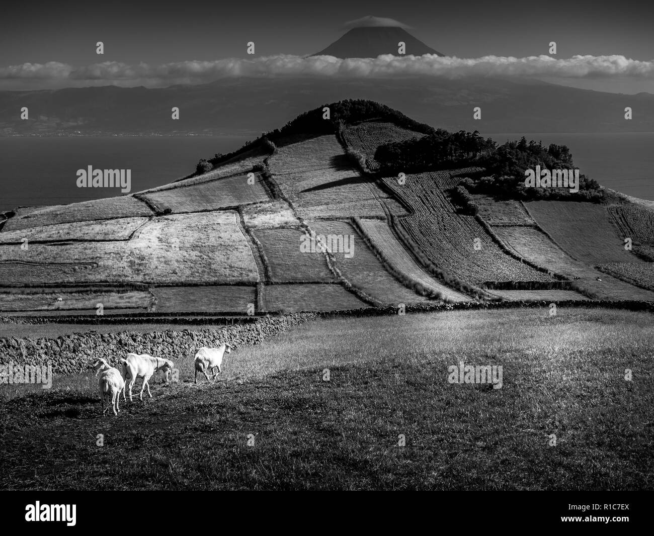Black and white image of countryside in the foreground and the mountain of Pico in the background Azores Portugal Europe Stock Photo
