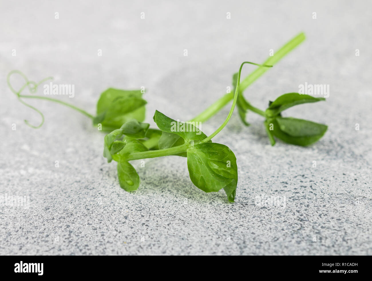 Fresh sweet green pea sprout. Microgreen.  Selective focus Stock Photo