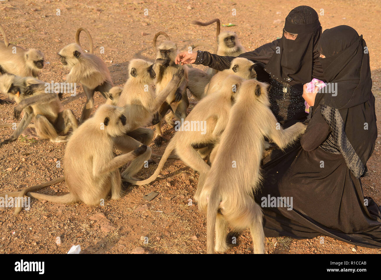 Image result for PICTURES AND SCREAMING ENRAGED WILD MONKEYS