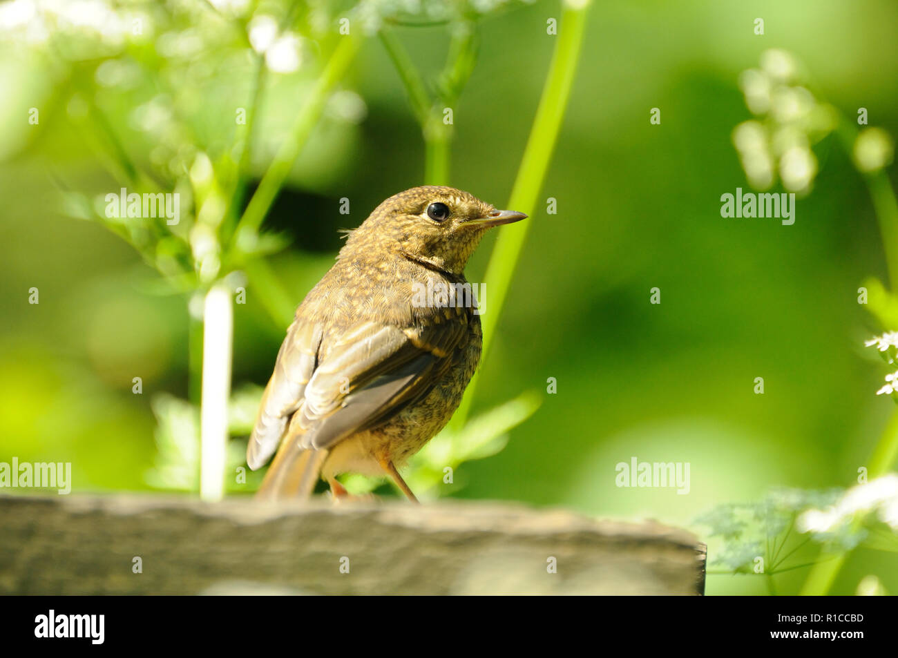 Juvenile robin checking out a feeding table, Forge Valley, North Yorkshire, England Stock Photo
