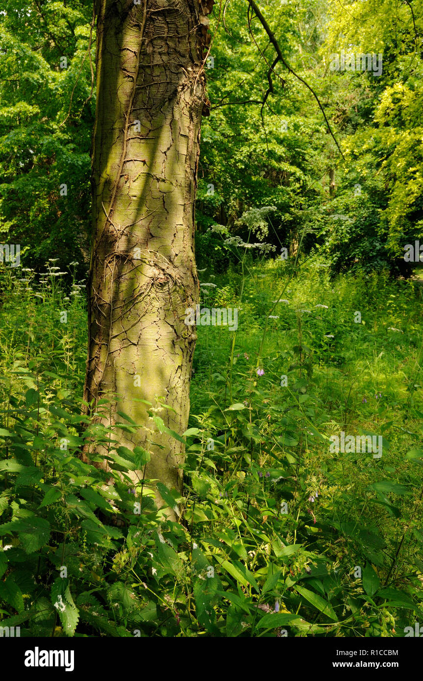 Afternoon sunshine lighting up a clearing in a wood in the grounds of Elsham Hall, Lincolnshire, England Stock Photo