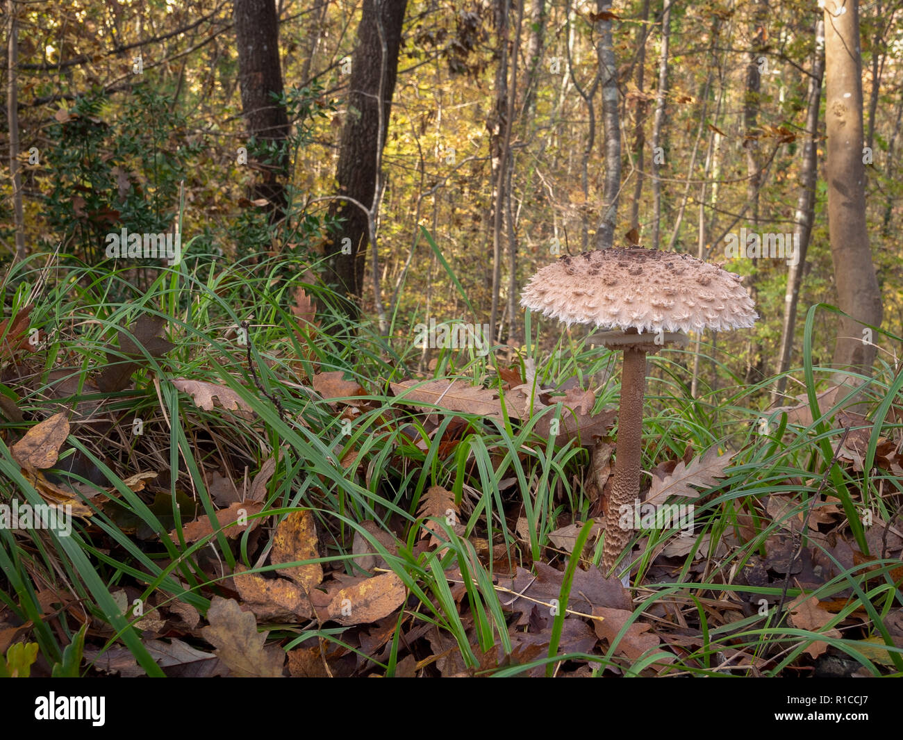 Parasol Mushrooms, Macrolepiota procera, growing in wood. Stock Photo