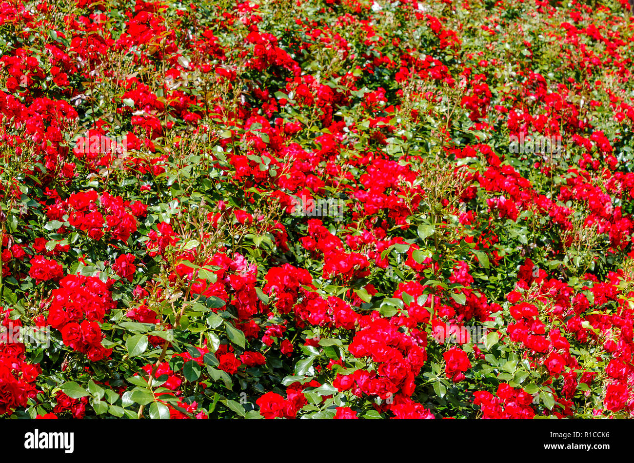 Red rose bushes background Stock Photo Alamy