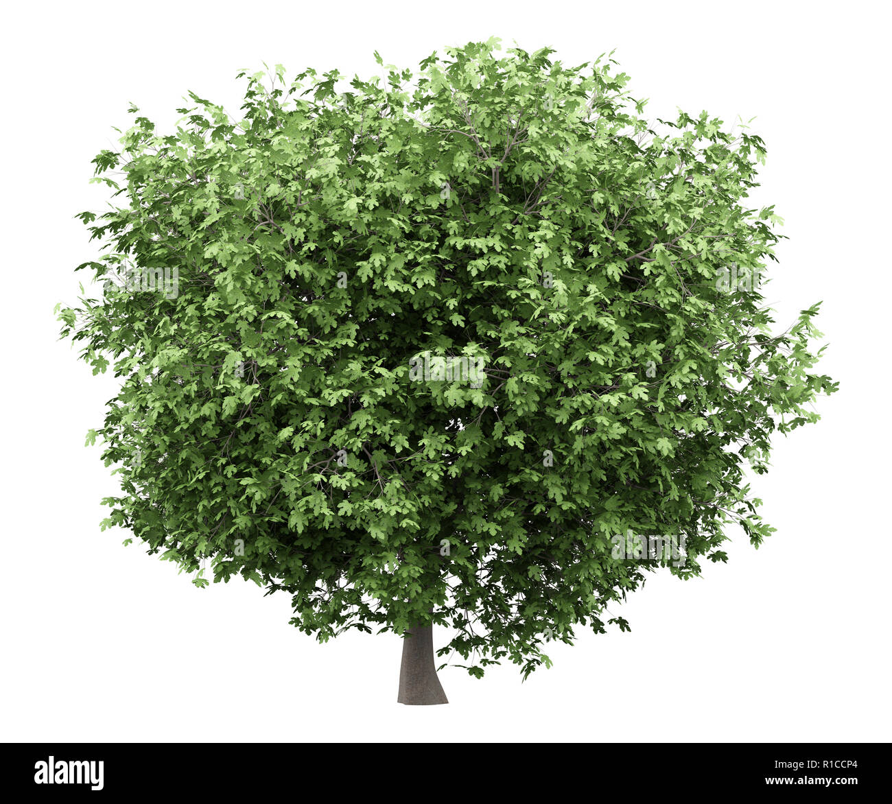 common fig tree isolated on white background. 3d illustration Stock ...