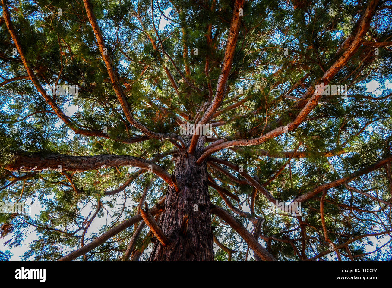 Sequoia tree captured from the bottom in Herculane, Romania Stock Photo