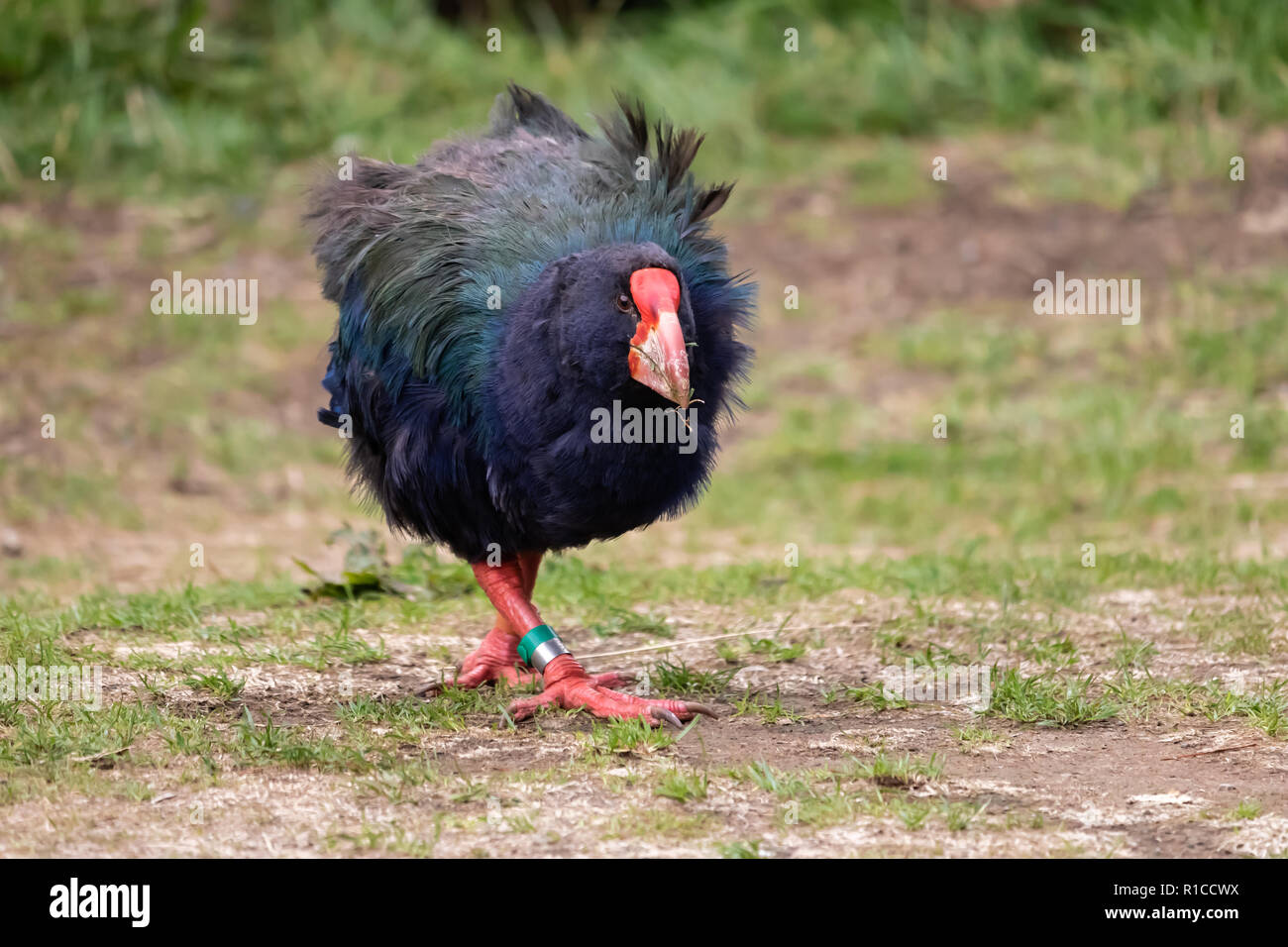 South Island Takahē (Porphyrio hochstetteri). Takahe is a native New Zealand bird, nationally vulnerable. Zealandia Urban Ecosanctuary, Wellington Stock Photo