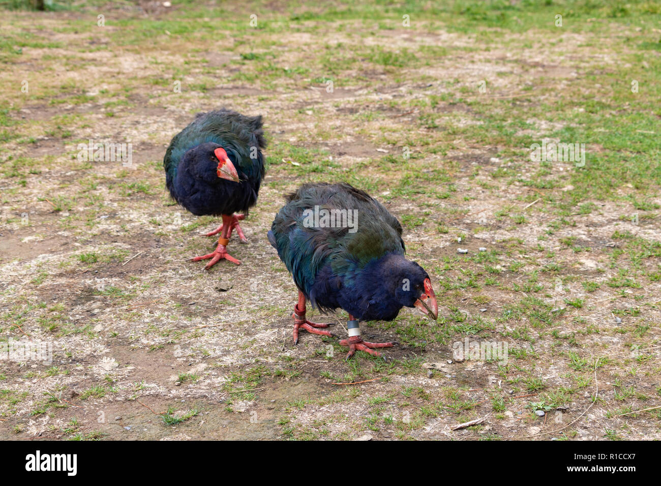 Takahe flightless New Zealand birds (Porphyrio hochstetteri). Male and female breeding pair, Zealandia Urban Ecosanctuary, Wellington, North Island Stock Photo