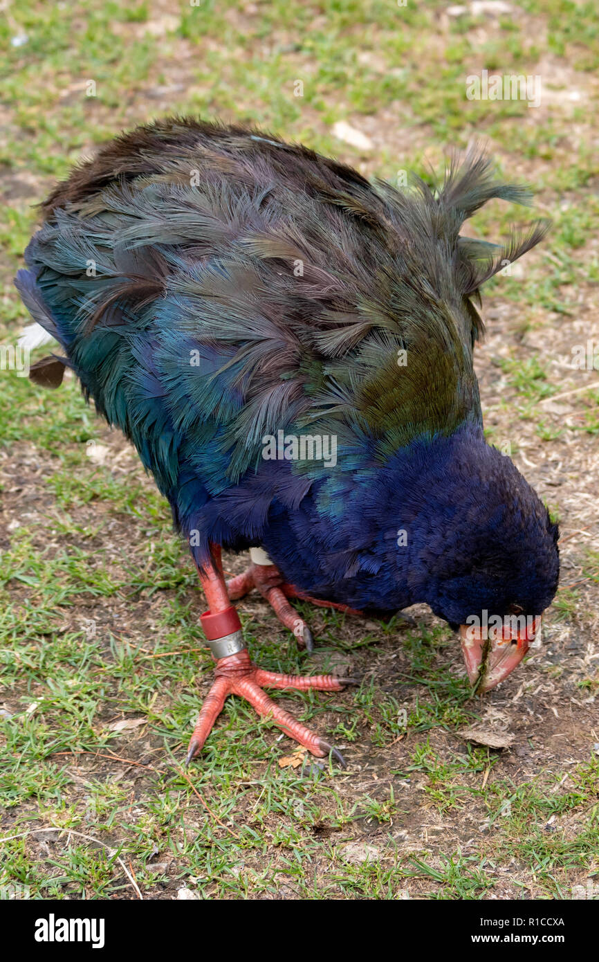 South Island Takahē (Porphyrio hochstetteri). Takahe is a flightless rail New Zealand bird, nationally vulnerable and conservation sanctuary dependent Stock Photo