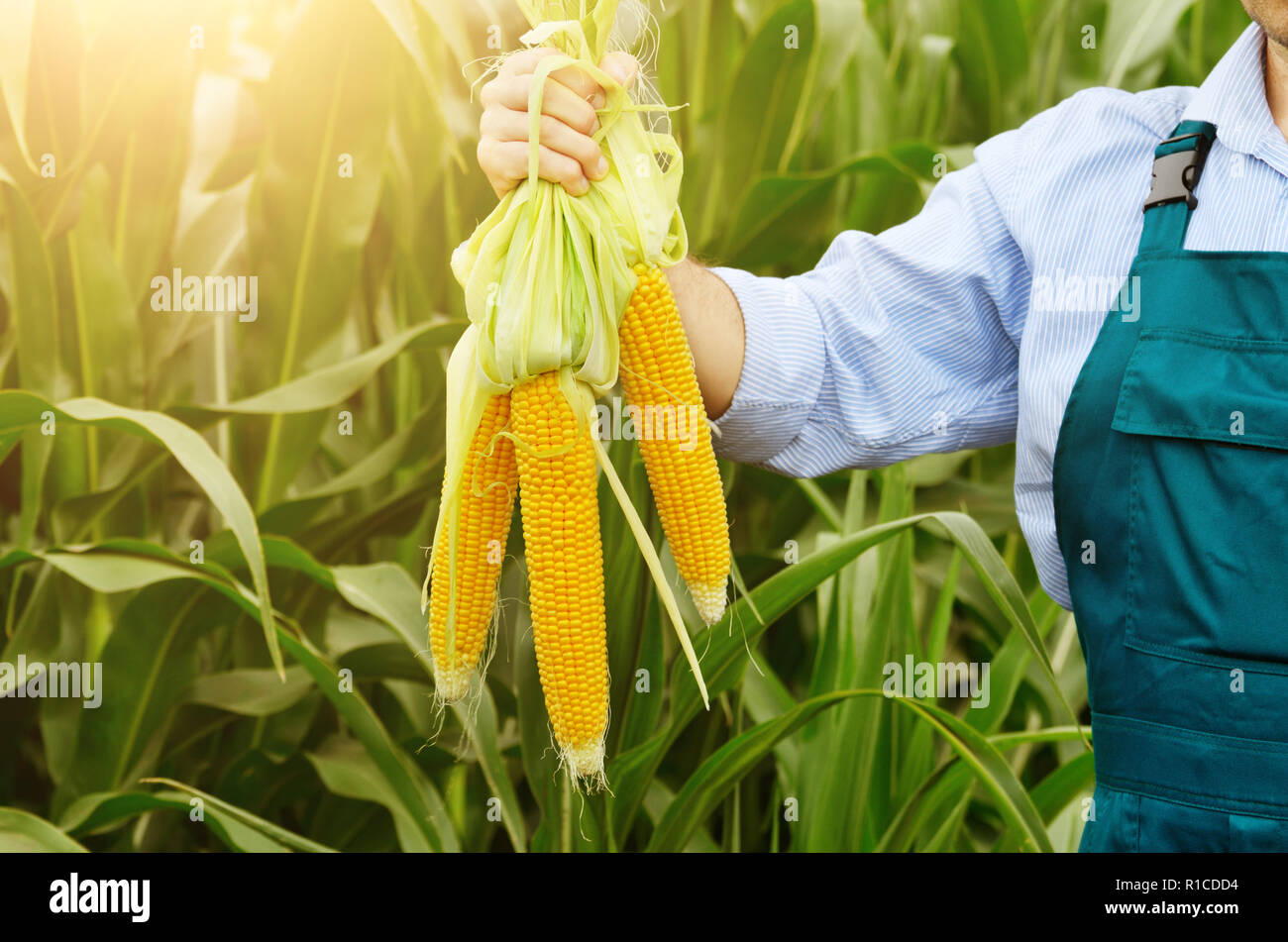 Middle age Farmer hold fresh organic corn cobs in his hands. Harvest